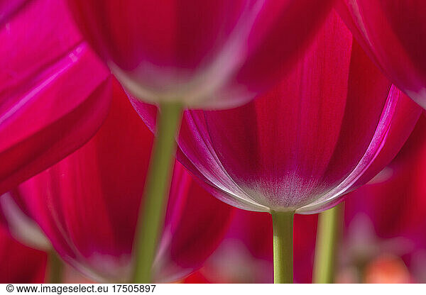 Heads of red blooming tulips (Tulipa Trijntje)