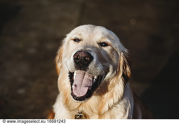 Headshot of cute golden retriever labrador dog