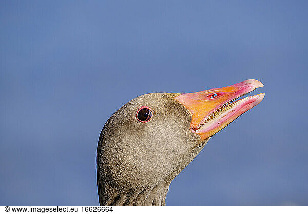 Headshot of greylag goose (Anser anser)