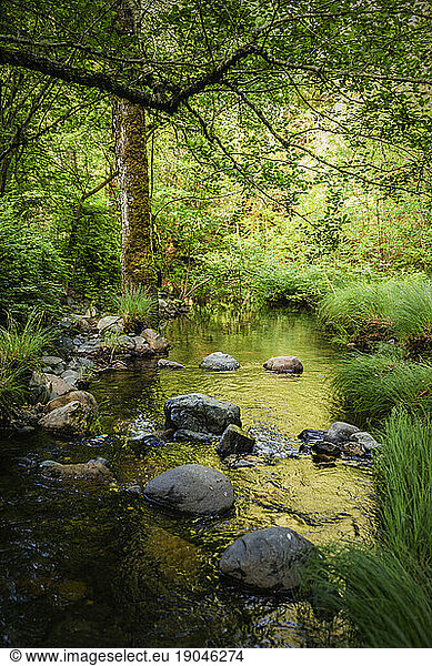Headwaters of Santa Rosa Creek  Santa Rosa  California  USA