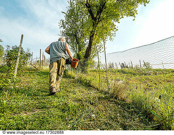 healthy fit senior farmer planting organic veggies