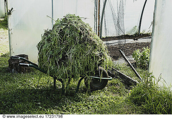 Heap of in a vegetable cuttings on a wheelbarrow in a poly tunnel.