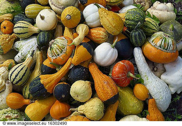 Heap of various squashes and pumpkins