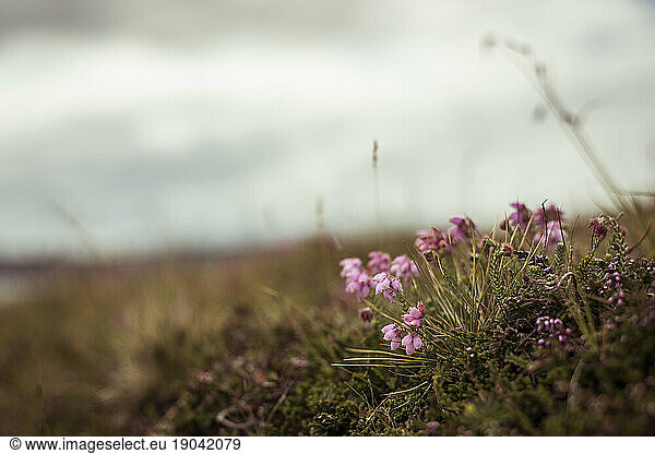 Heath flowers in highland mountains