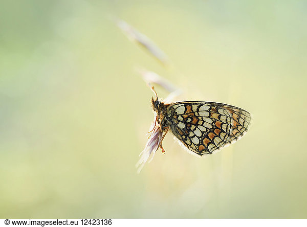 Heath Fritillary butterfly on blossom