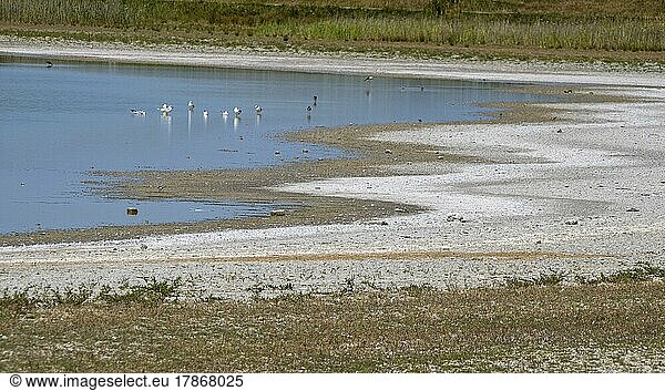 Heavily dried out Darscho or Warmsee  Lake Neusiedl-Seewinkel National Park  Burgenland  Austria  Europe