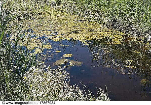 Heavily dried-up pond  Lake Neusiedl-Seewinkel National Park  Breitenbrunn  Burgenland  Austria  Europe