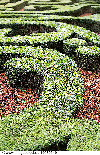 Hedges cut in decorative forms.