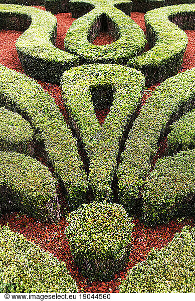 Hedges cut in decorative forms.