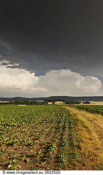 Heftige Gewitterwolken ziehen über einem landwirtschaftlichen Gebiet auf  Bayern  Deutschland  Europa