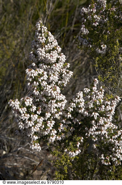 Heide  (Erica glomiflora)  Süd Kap  Südafrika