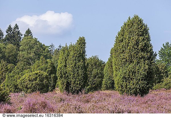 Heideblüte und Wacholder  Wilsede  Naturschutzgebiet Lüneburger Heide  Niedersachsen  Deutschland  Europa
