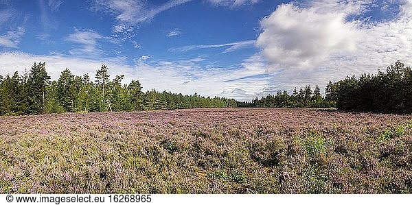 Heidelandschaft im Naturschutzgebiet De Dellen in der Nähe des niederländischen Dorfes Epe an der Veluwe.