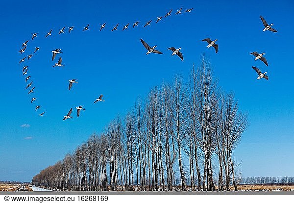 Heilongjiang Jixi Xing Kay See Wasservögel