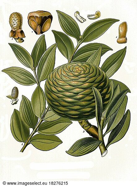 Heilpflanze  Agathis dammara  eine Pflanzenart aus der Familie der Araukariengewächse  Historisch  digital restaurierte Reproduktion von einer Vorlage aus dem 19. Jahrhundert