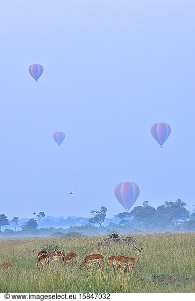 Heissluftballons über der Savanne