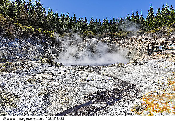Hell's Gate Geothermal Park Tikitere Rotorua North Island New Zealand