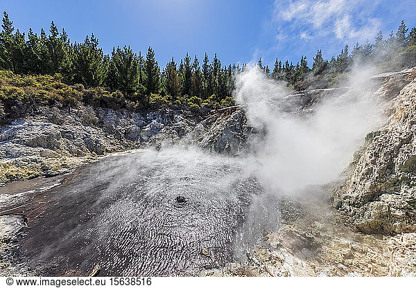 Hell's Gate  Geothermal Park  Tikitere  Rotorua  North Island  New Zealand