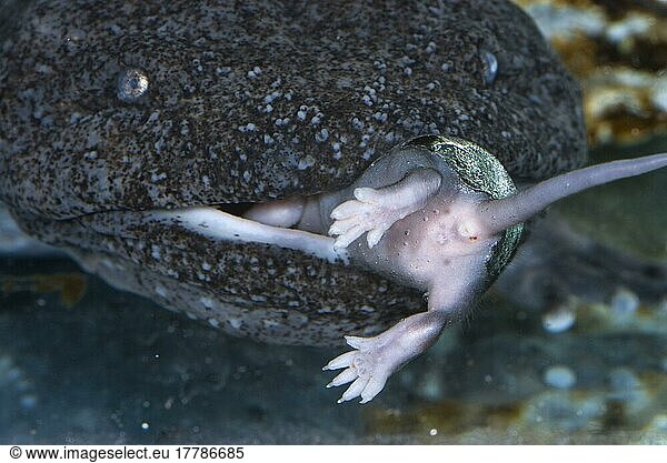 Hellbender (Cryptobranchus alleganiensis) adult  Nahaufnahme des Kopfes  Fütterung einer Babymaus unter Wasser  Pennsylvania  U. S. A. (im Labor gefangen)