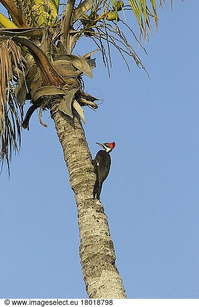 Helmspecht (Dryocopus pileatus)  Helmspechte  Spechtvögel  Tiere  Vögel  Spechte  Pileated Woodpecker