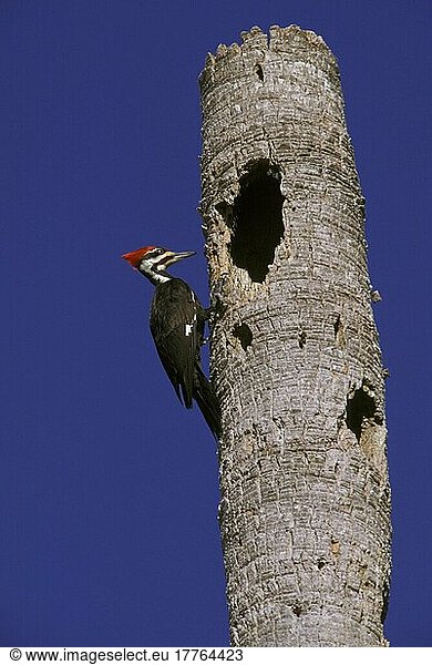 Helmspecht (Dryocopus pileatus)  Helmspechte  Spechtvögel  Tiere  Vögel  Spechte  Pileated Woodpecker On tree  USA  Nordamerika