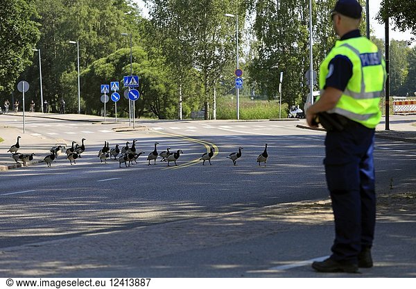 Helsinki  Finland. July 16  2018. Flock of Barnacle geese cross the street at Ramsaynranta near the time the motorcade of US President Donald Trump and First Lady Melania Trump is expected to pass. Credit: Taina Sohlman