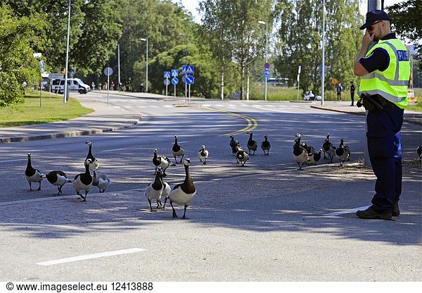 Helsinki  Finland - July 16  2018. Flock of Barnacle geese cross the street at Ramsaynranta near the time the motorcade of US President Donald Trump and First Lady Melania Trump is expected to pass. Credit: Taina Sohlman