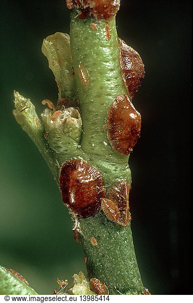 Hemispherical scale insect