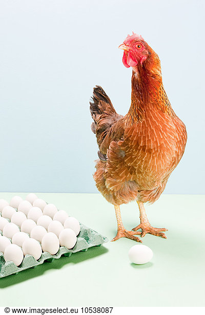Hen standing next to eggs  studio shot