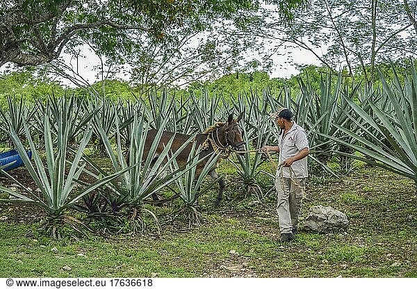 Henequen Agave  Maultier  Hacienda Sotuta de Peon  Yucatan  Mexiko  Mittelamerika