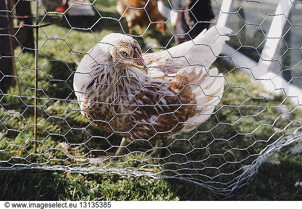 Hens in cage on grassy field during sunny day