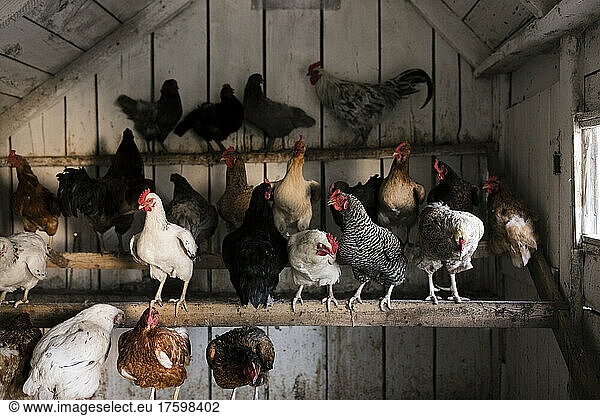 Hens in chicken coop at farm