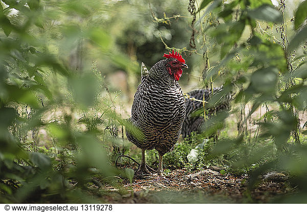 Hens standing on field amidst plants