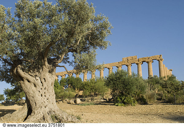 Hera-Tempel alter Olivenbaum Valle dei Templi Agrigento Sizilien Italien Süditalien