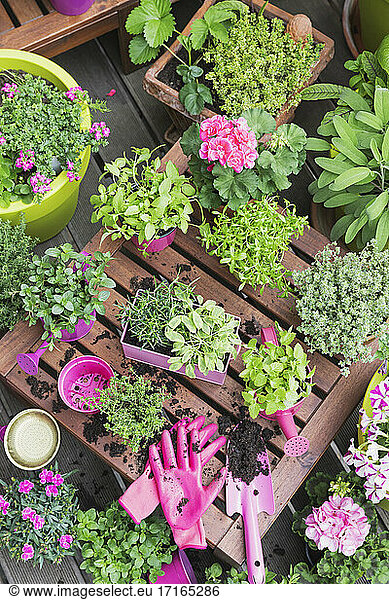 Herb and vegetable garden on balcony