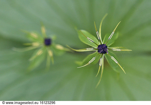 Herb-Paris (Paris quadrifolia) flowers  Vosges  France