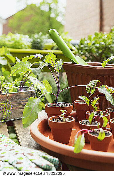 Herbs and vegetables cultivated in balcony garden