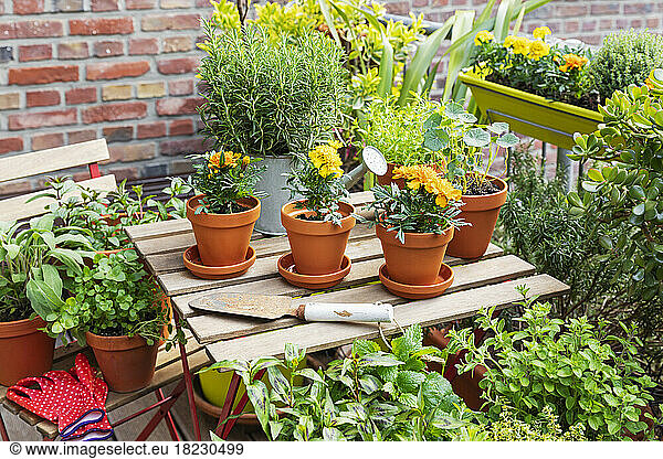 Herbs cultivated in balcony garden