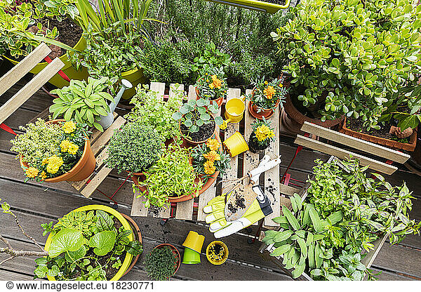 Herbs cultivated in balcony garden
