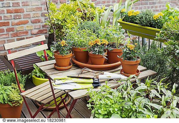 Herbs cultivated in balcony garden
