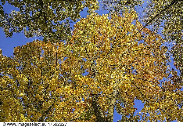 Herbst  Bäume  Wipfel  Rudolph-Wilde-Park  Schöneberg  Tempelhof-Schöneberg  Berlin  Deutschland  Europa