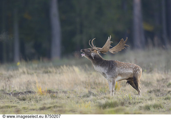 Herbst Brachland brüllen - Tierlaut Hirsch Deutschland Hessen