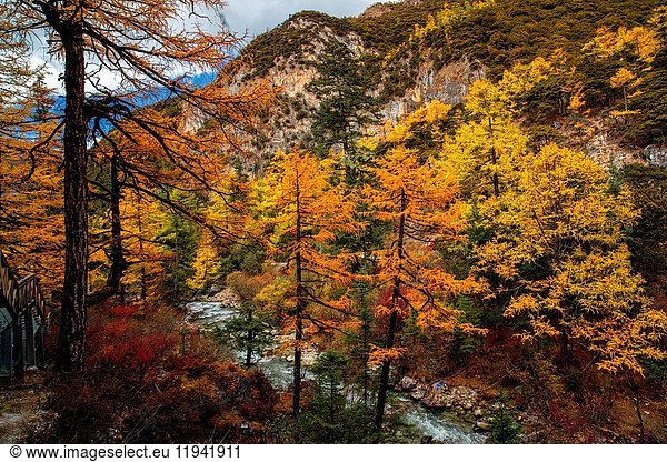 Herbst im Kreis Daocheng in der Provinz Sichuan  China