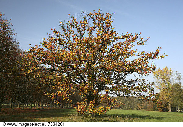 Herbst im Naherholungsgebiet am Decksteiner Weiher Köln Nordrhein-Westfalen Deutschland Europa