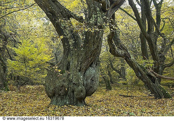 Herbst im Urwald Baumweg  Wald  Hutewald  Baum  Buche (Fagus sylvatica)  Niedersächsische Landesforst  Oldenburger Münsterland  Emstek  Niedersachsen  Deutschland  Europa