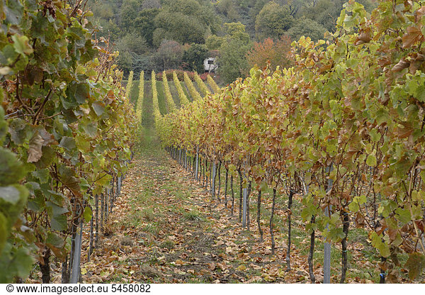 Herbst  Weinberg in der Nähe von Maikammer  Rheinland-Pfalz  Deutschland  Europa