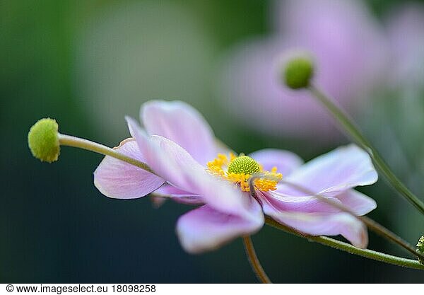 Herbstanemone (Anemone japonica) (Anemone hupehensis var. japonica)