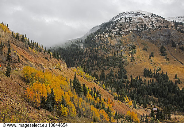 Herbstbäume auf abgelegenem Hang  in der Nähe von Silverton  Colorado  USA