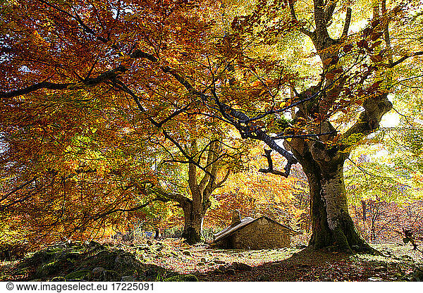 Herbstbäume im Naturpark Gorbea