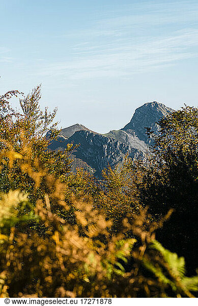 Herbstbäume mit den Gipfeln der Picos de Europa im Hintergrund